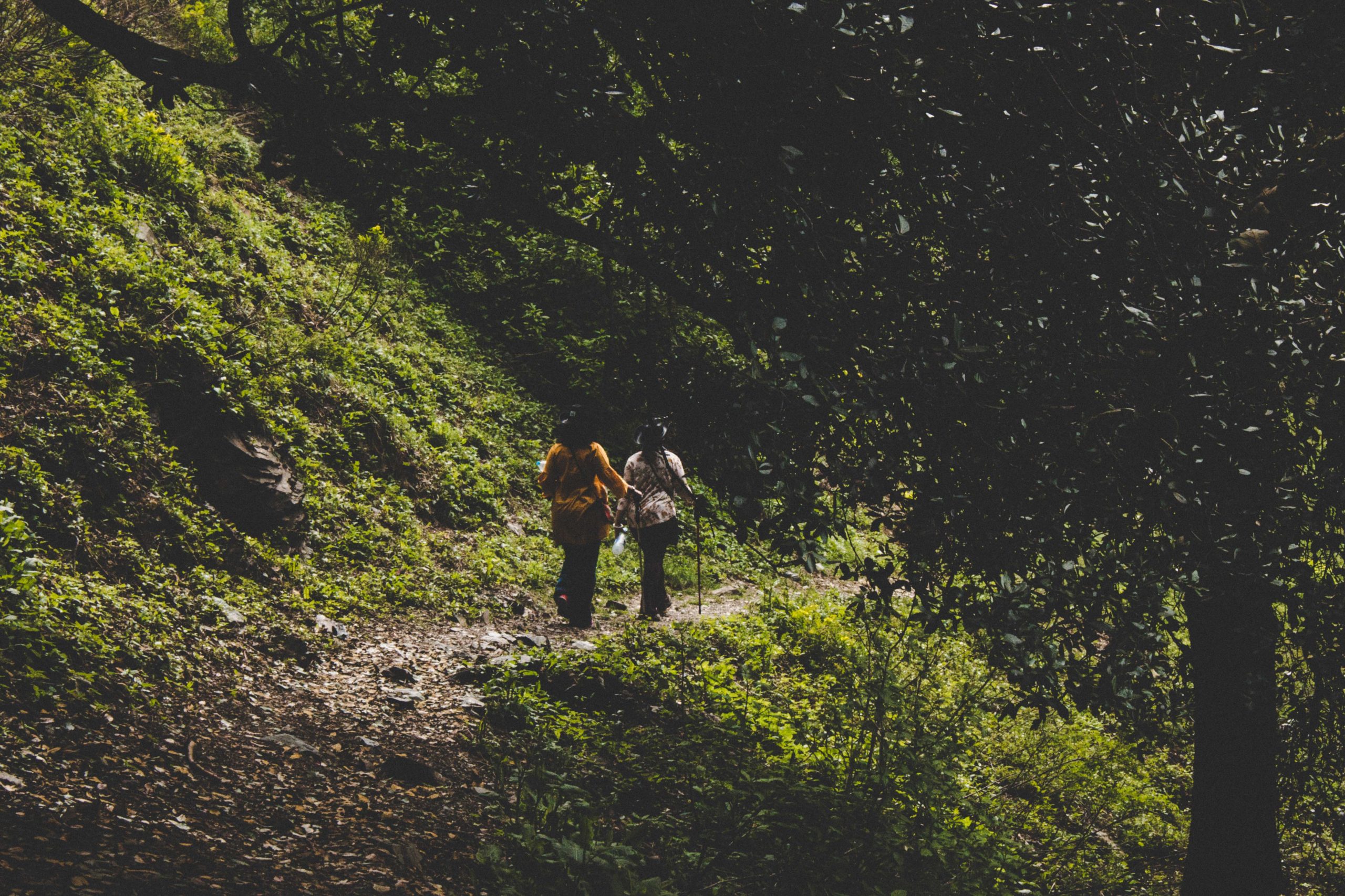 Females trekking in a pine forest in Pakistan