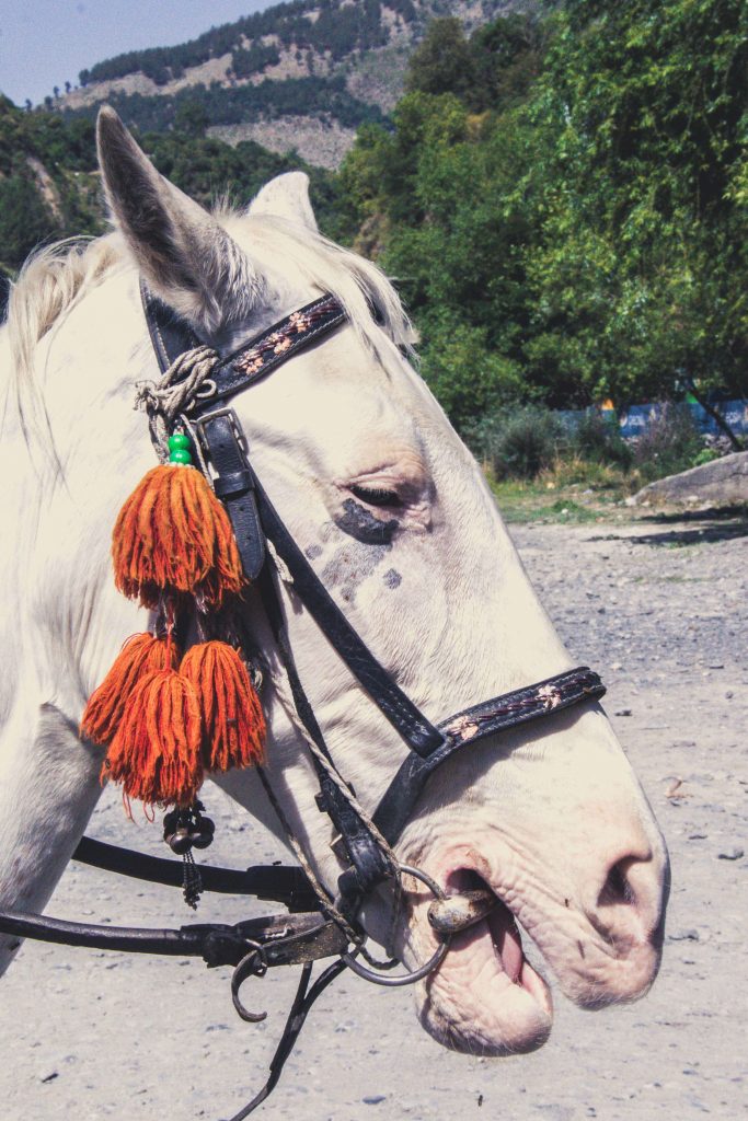 Horse in Dagri forest Pakistan