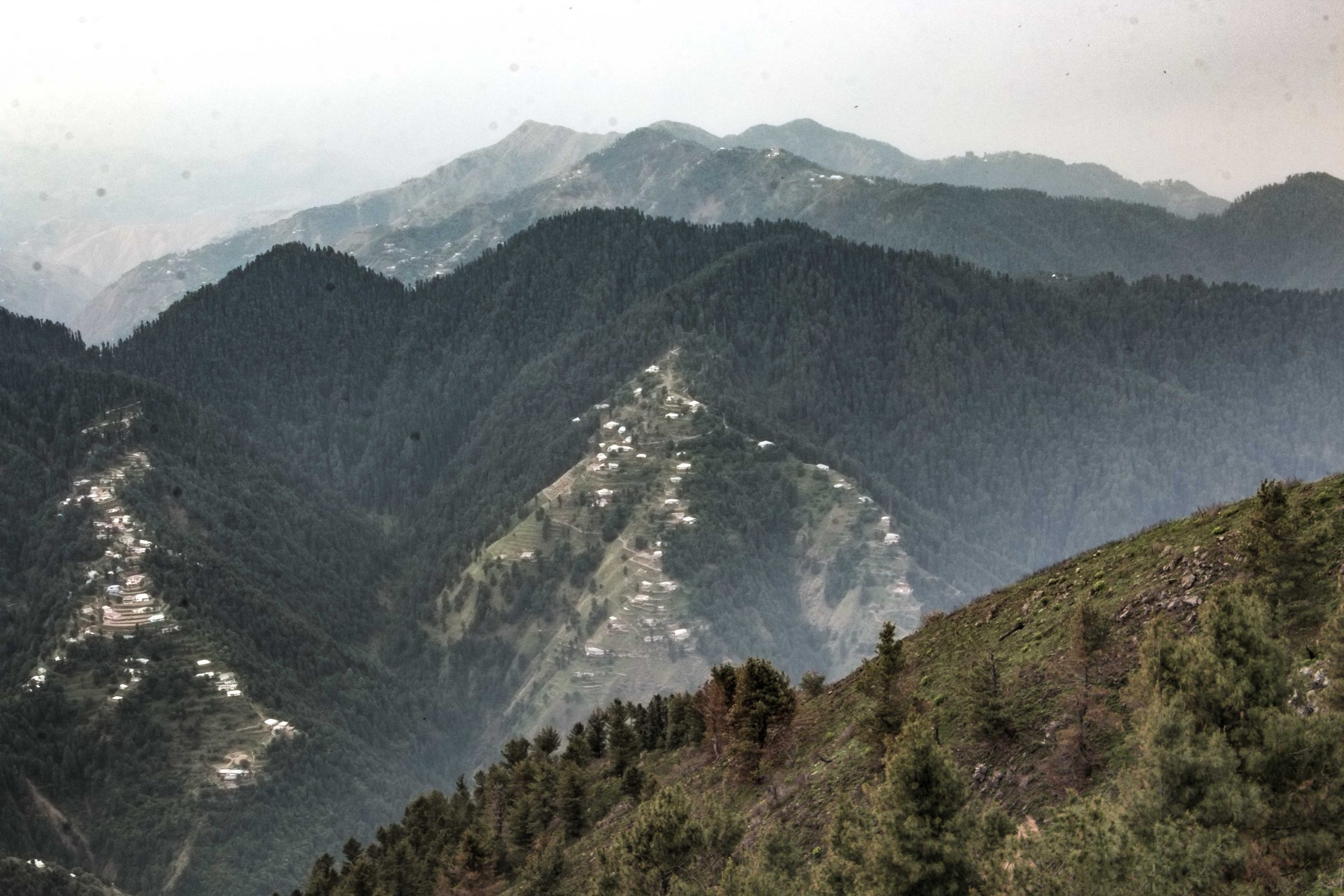 Pine forest in Pakistan